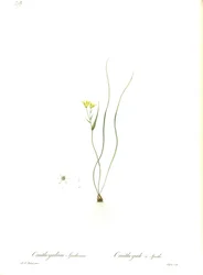 Illustration de Gagea spathacea (Orig. Ornithogalum spathaceum)
